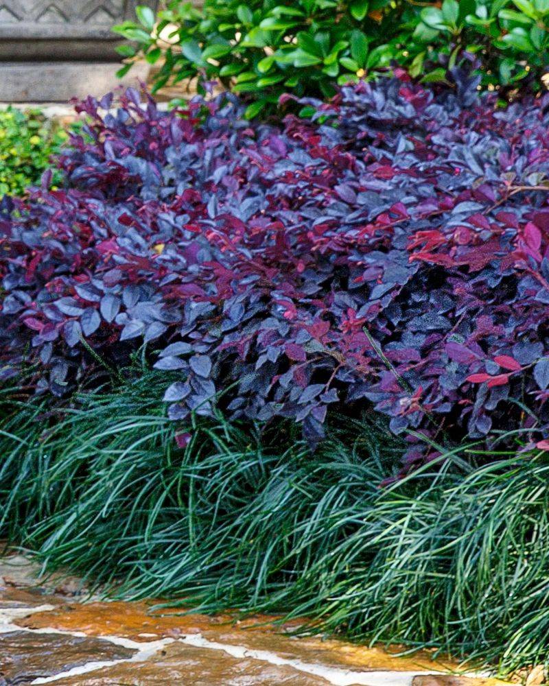 Loropetalum