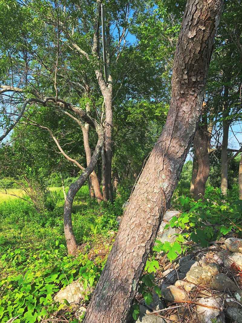Strategic Canopy Structure