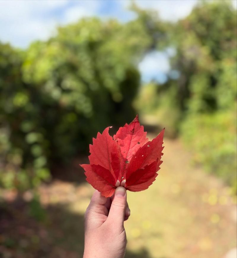 Timing Matters For Leaf Management