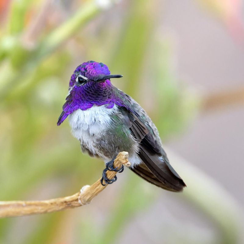 Costa's Hummingbird