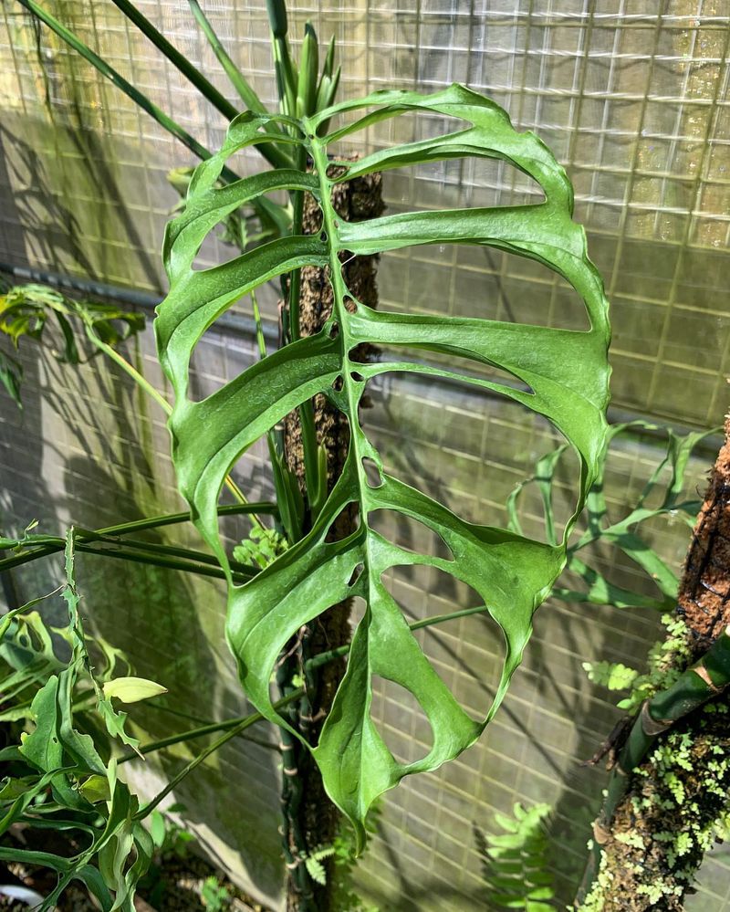 Monstera Obliqua