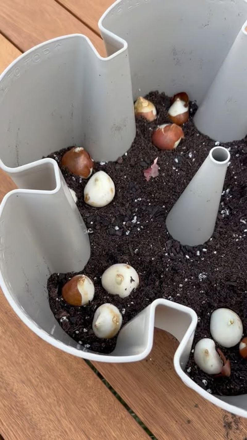 Plant Spring Bulbs