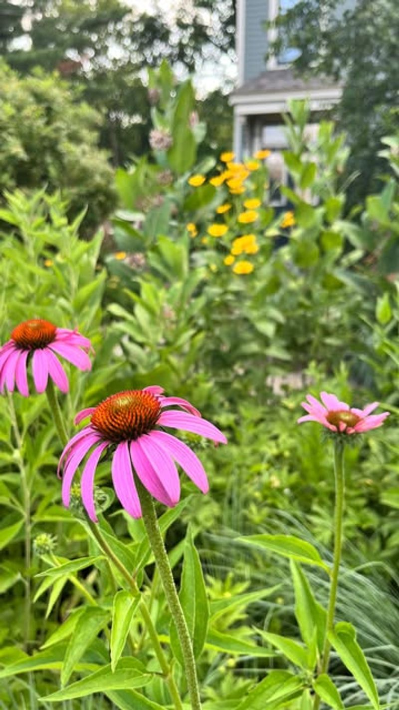 Reduce Lawn Areas