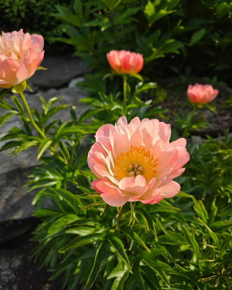 Divide Overcrowded Plants