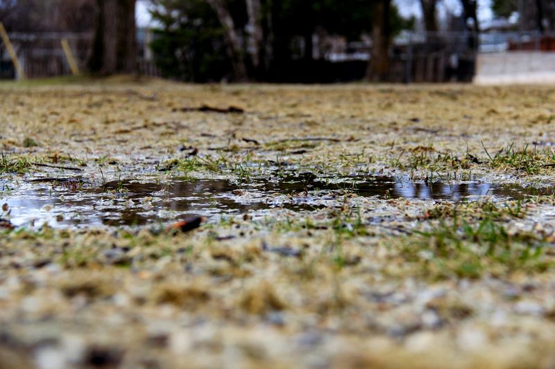 Aerate Compacted Areas