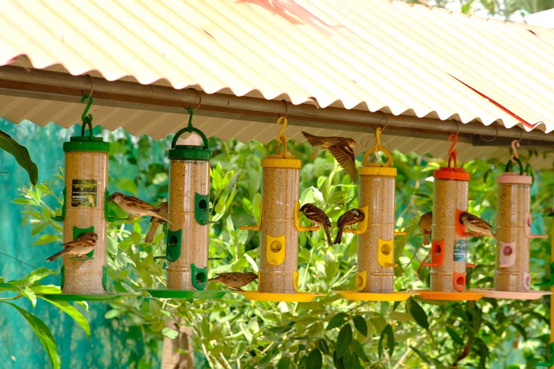 Hang Colorful Bird Feeders