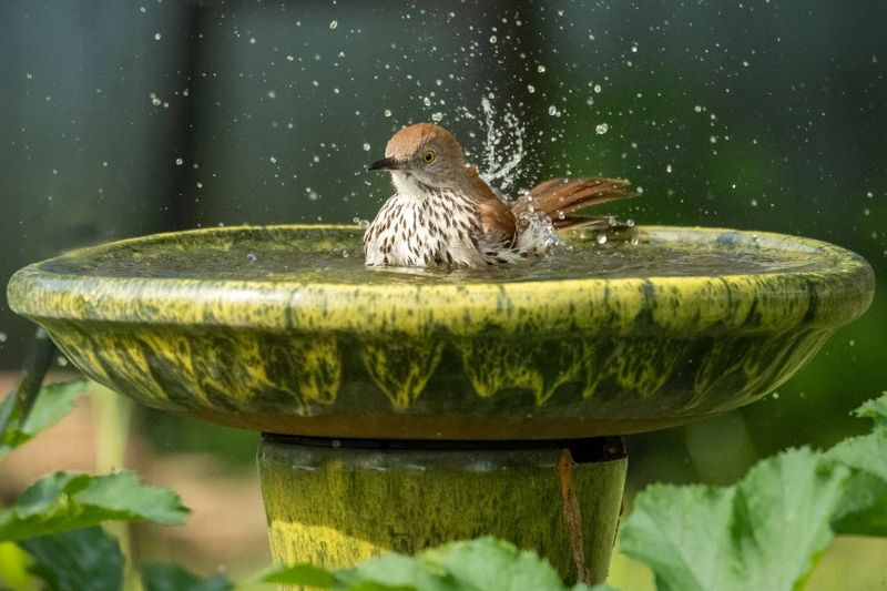 Providing Water Sources In Fall