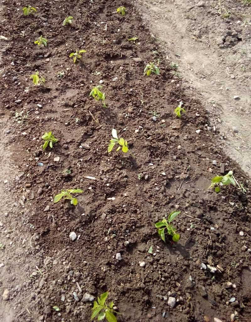 Cover Crops That Protect And Nourish Soil