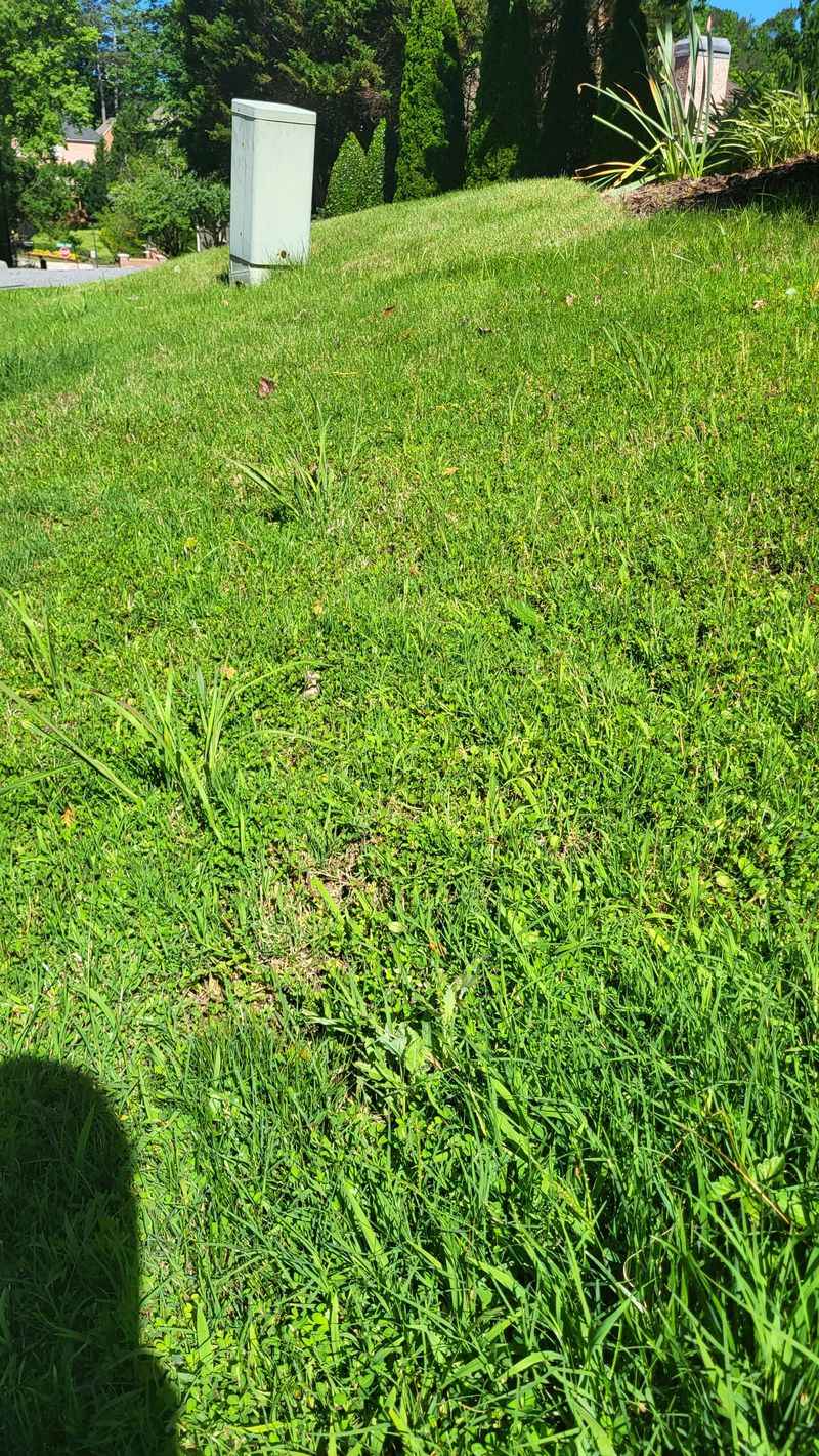 Control Perennial Weeds