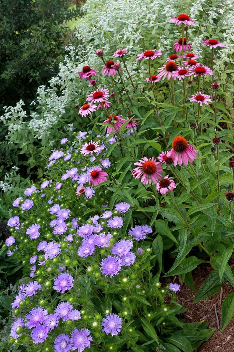 Encouraging Insects Through Garden Diversity
