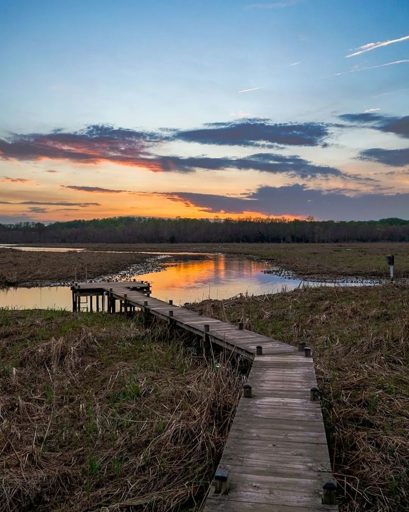 Jug Bay's Bird-Watching Paradise