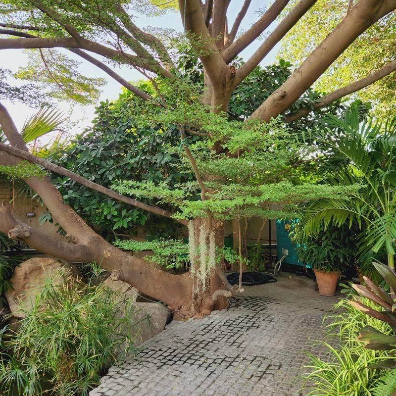 Build Root-Friendly Walkways