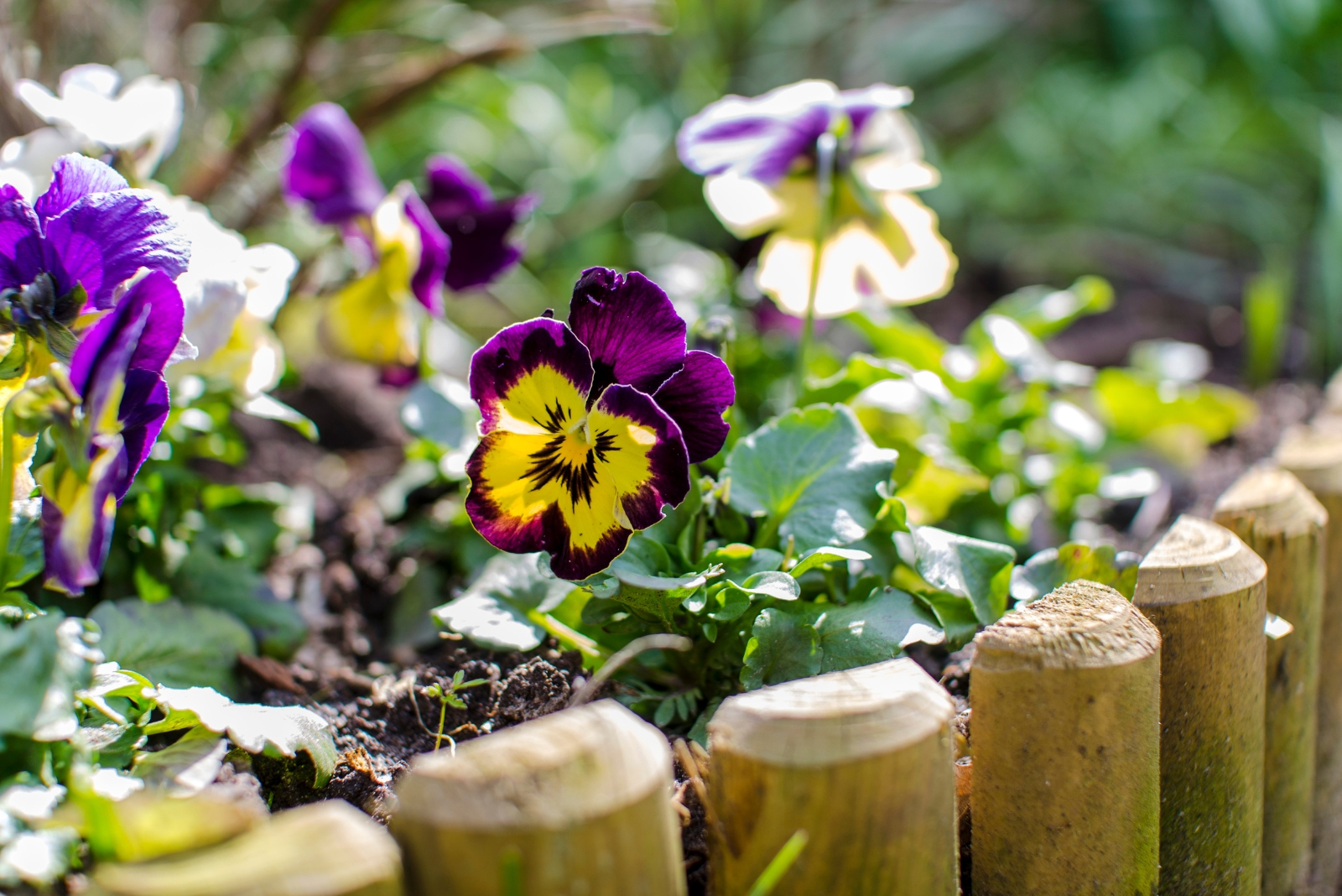 wooden log edging