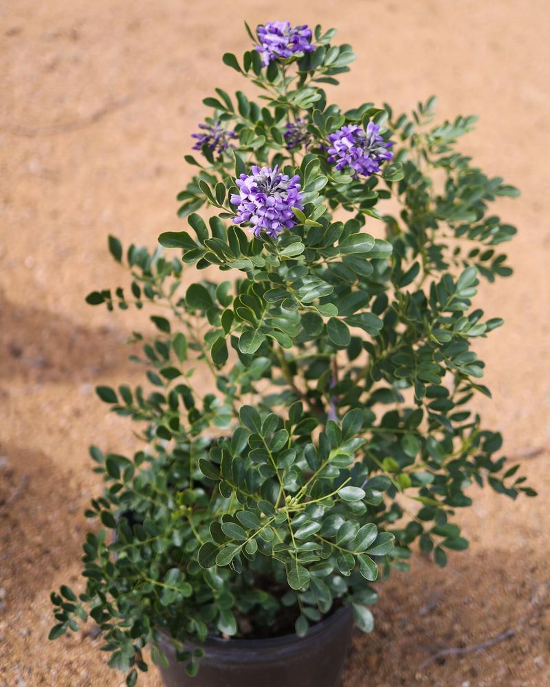Texas Mountain Laurel: Beautiful But Deadly