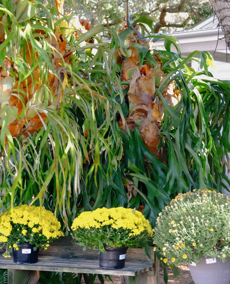 Staghorn Fern