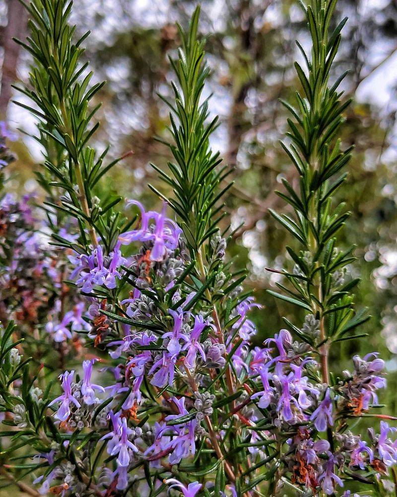 Rosemary (Rosmarinus officinalis)