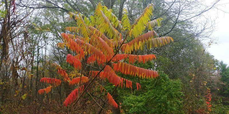 Flameleaf Sumac