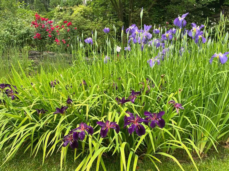 Louisiana Iris
