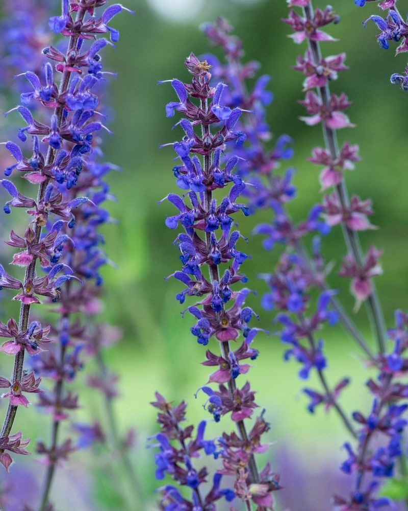 Salvias (Salvia species)