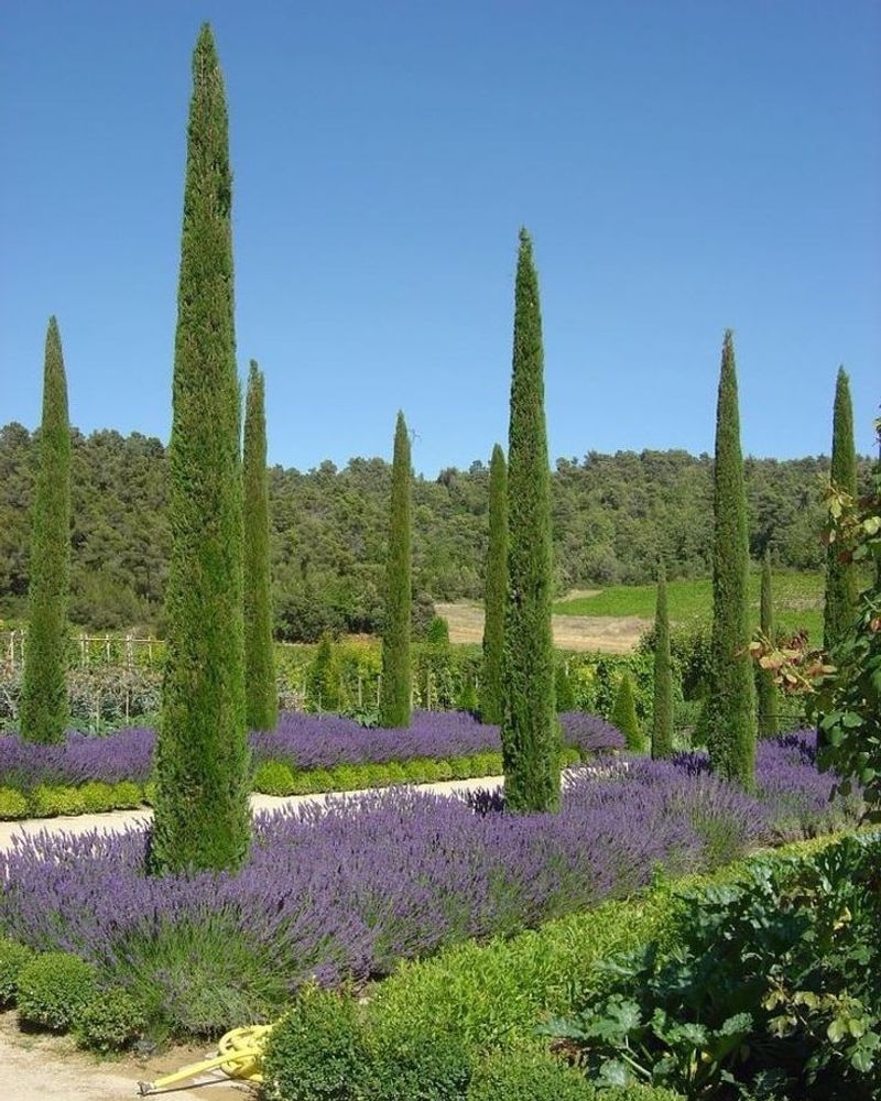 Italian Cypress