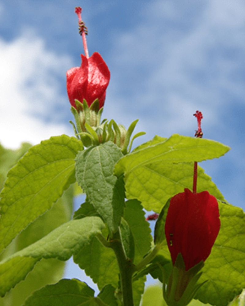Turk's Cap: Hummingbird Heaven