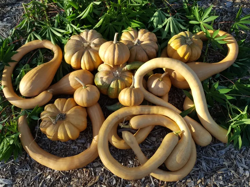 Seminole Pumpkin