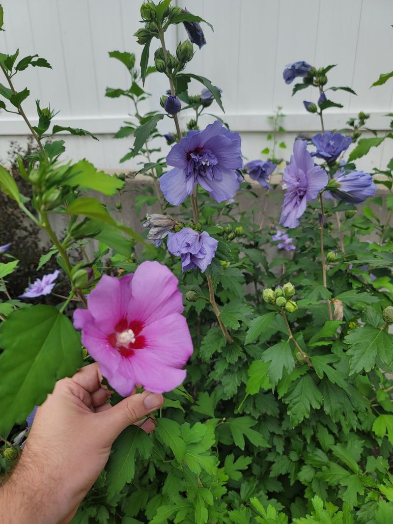 Maine