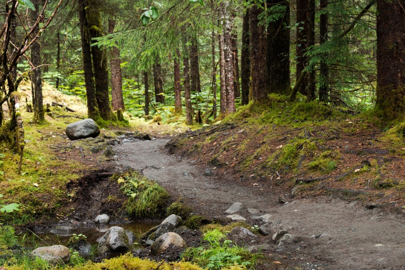 Pretty Tongass National Forest