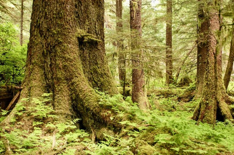 Tongass Forest Moss Gardens