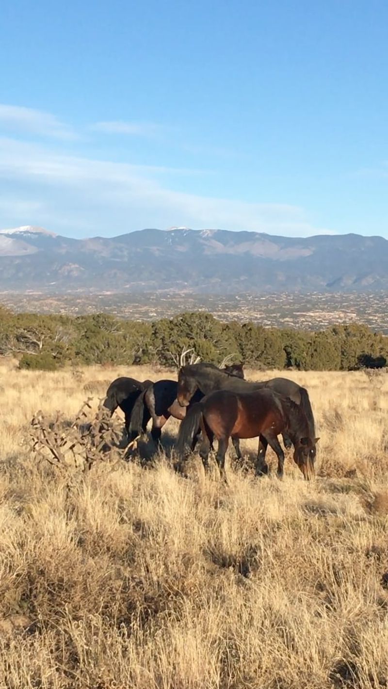Placitas Wilderness Trails