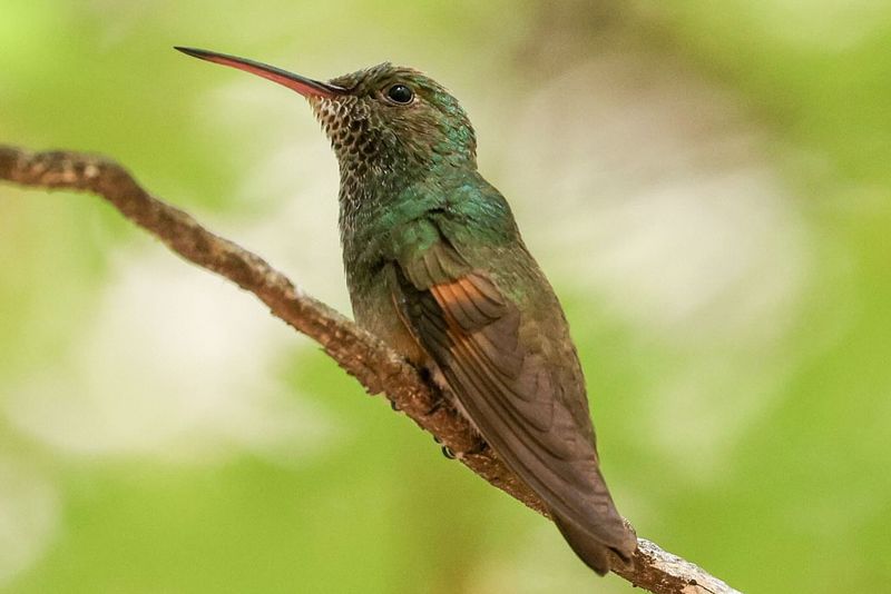 Berylline Hummingbird