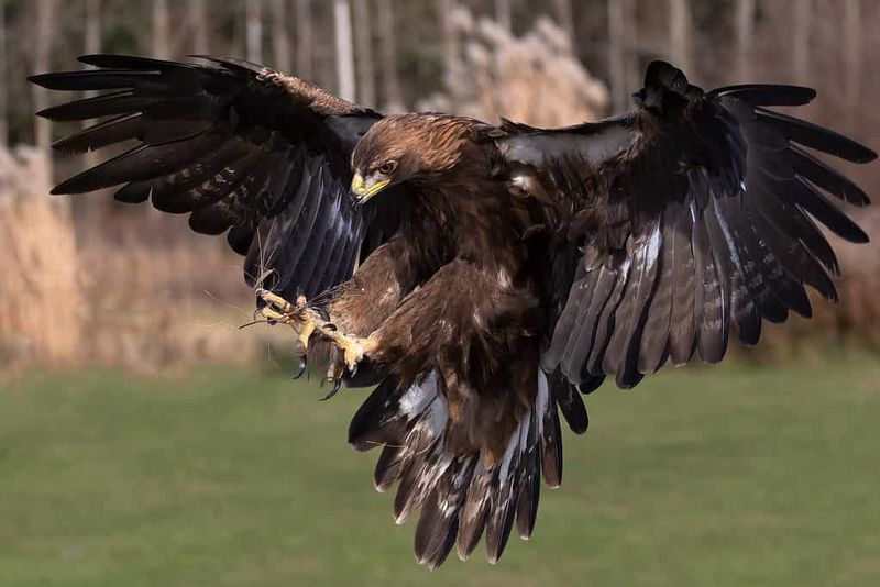 Golden Eagles - Majestic Desert Raptors