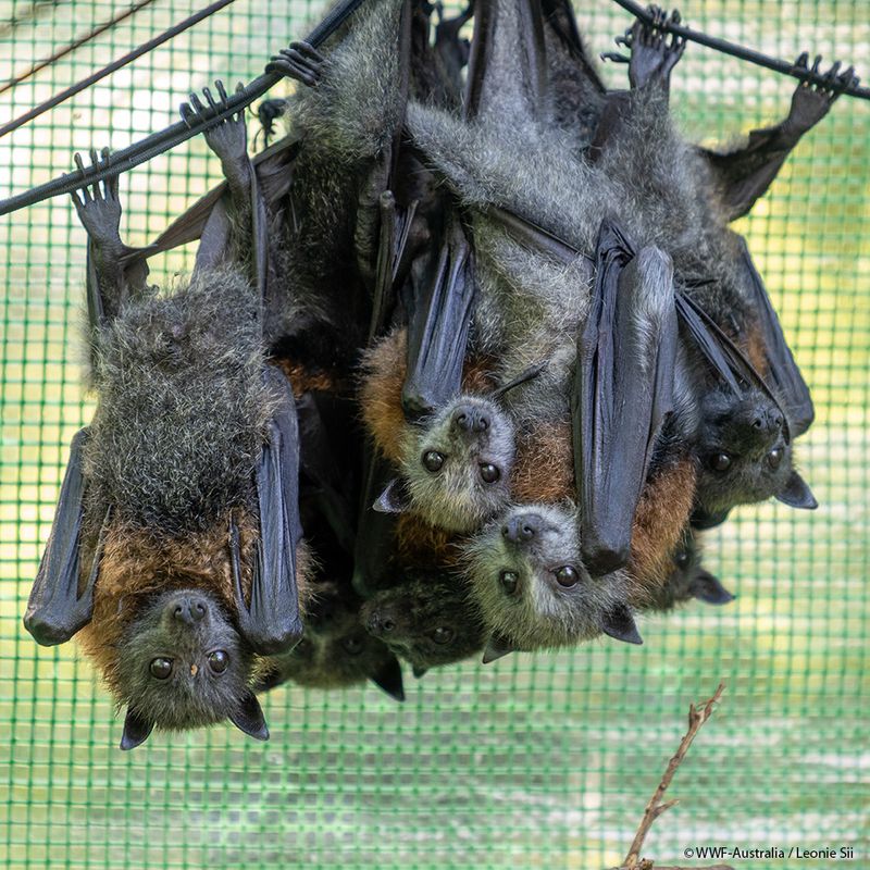 Bats (All Species)