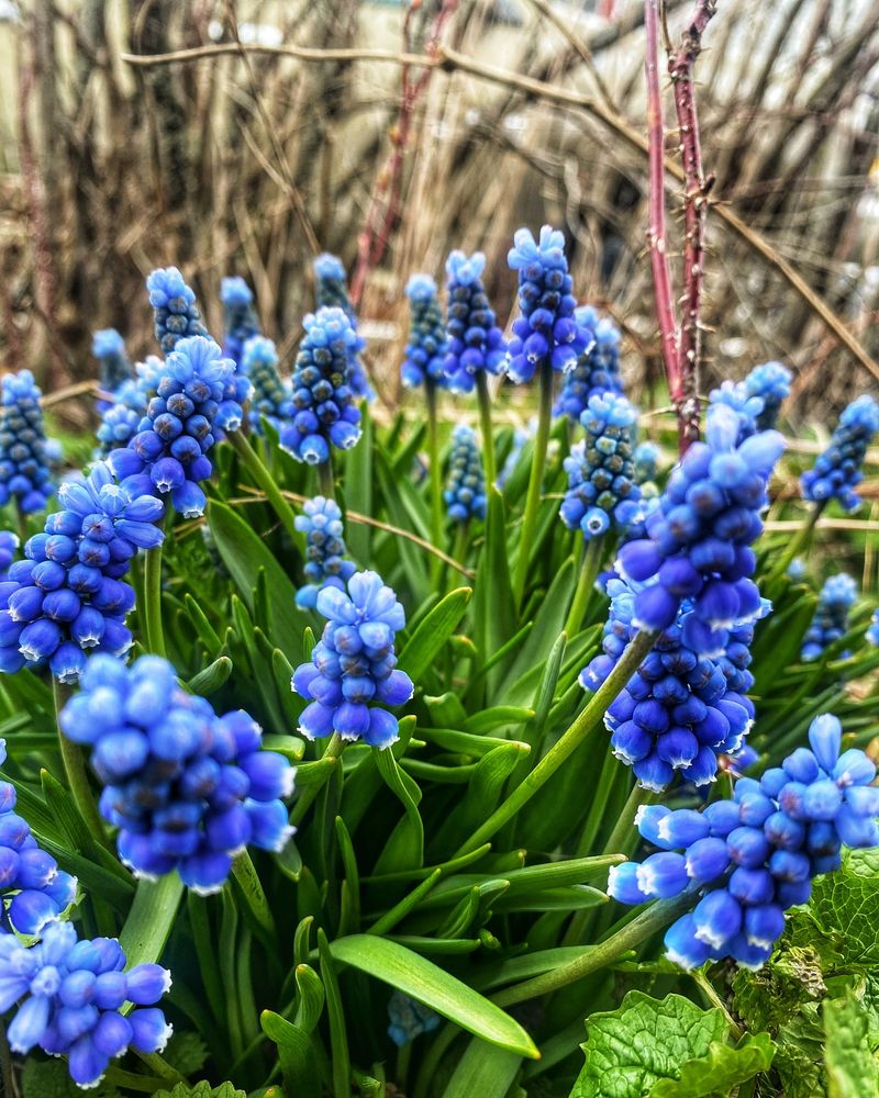 Grape Hyacinth (Muscari)