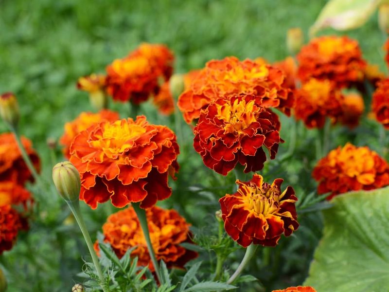 Marigolds: Bright Defenders