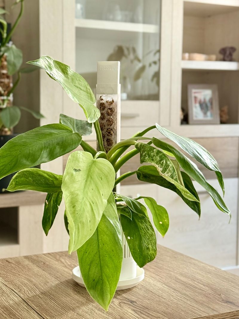 Jose Buono Philodendron: The Gentle Giant Worth A Small Fortune