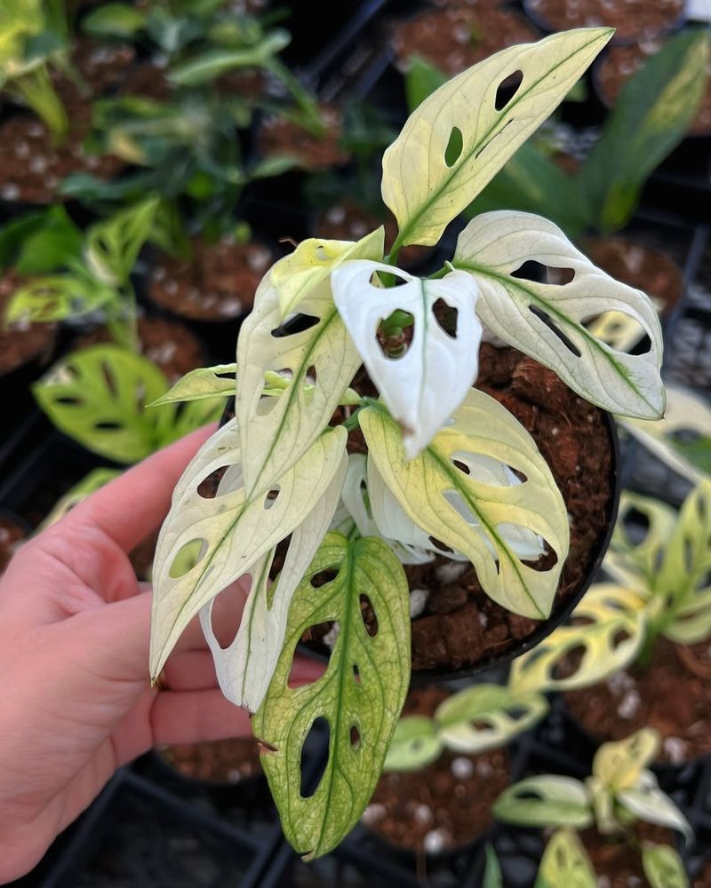 Variegated Monstera Adansonii