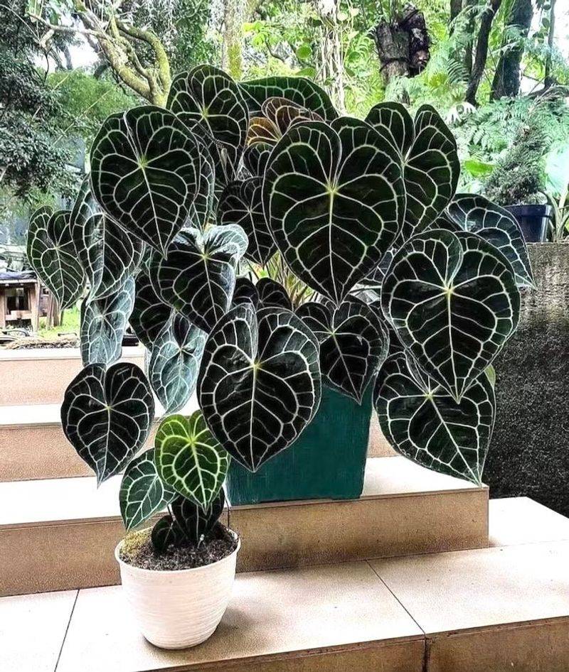Anthurium Clarinervium: Heart-Shaped Leaves That Capture Hearts