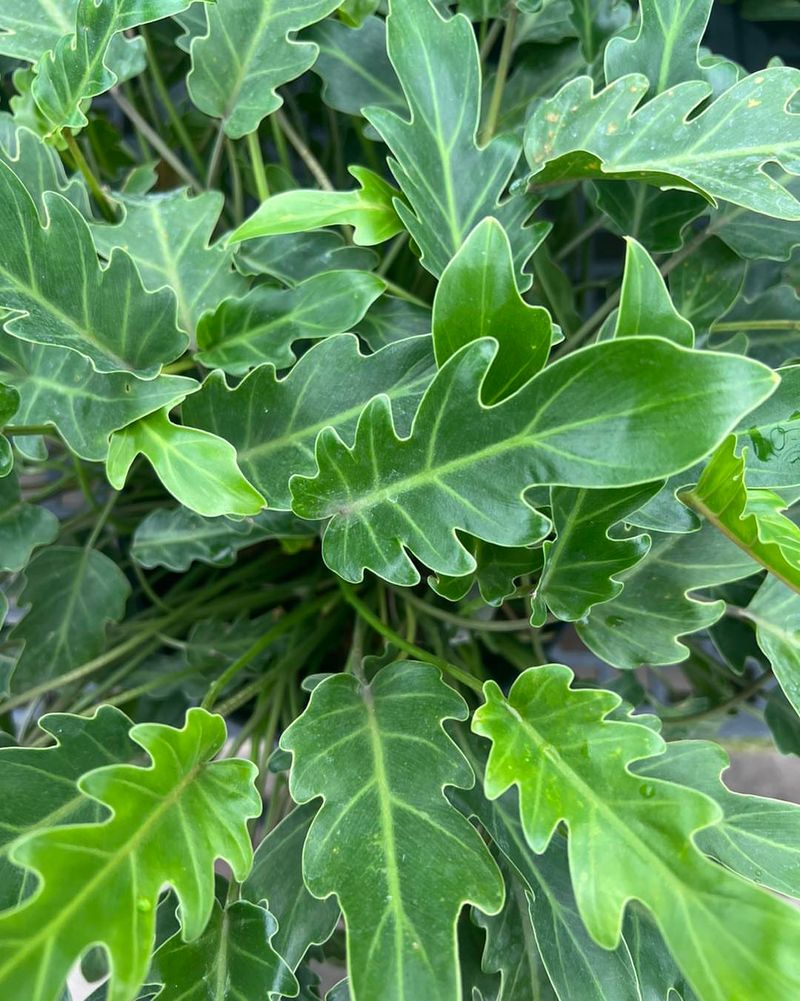 Thaumatophyllum Xanadu