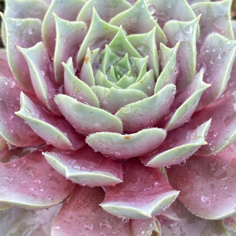 Sempervivum 'Raspberry Ice'