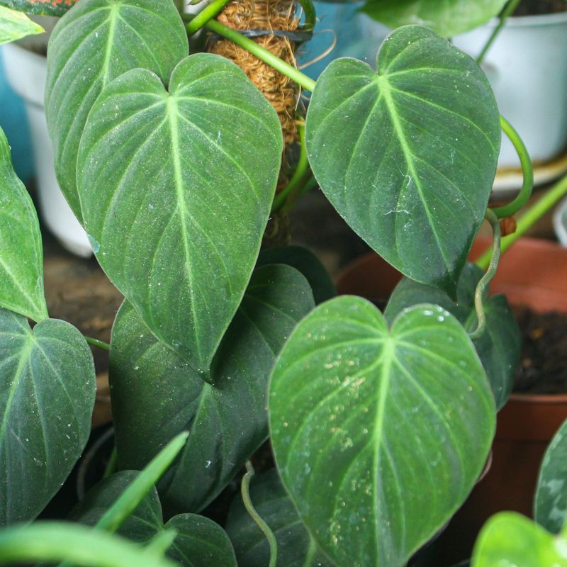 Philodendron Division