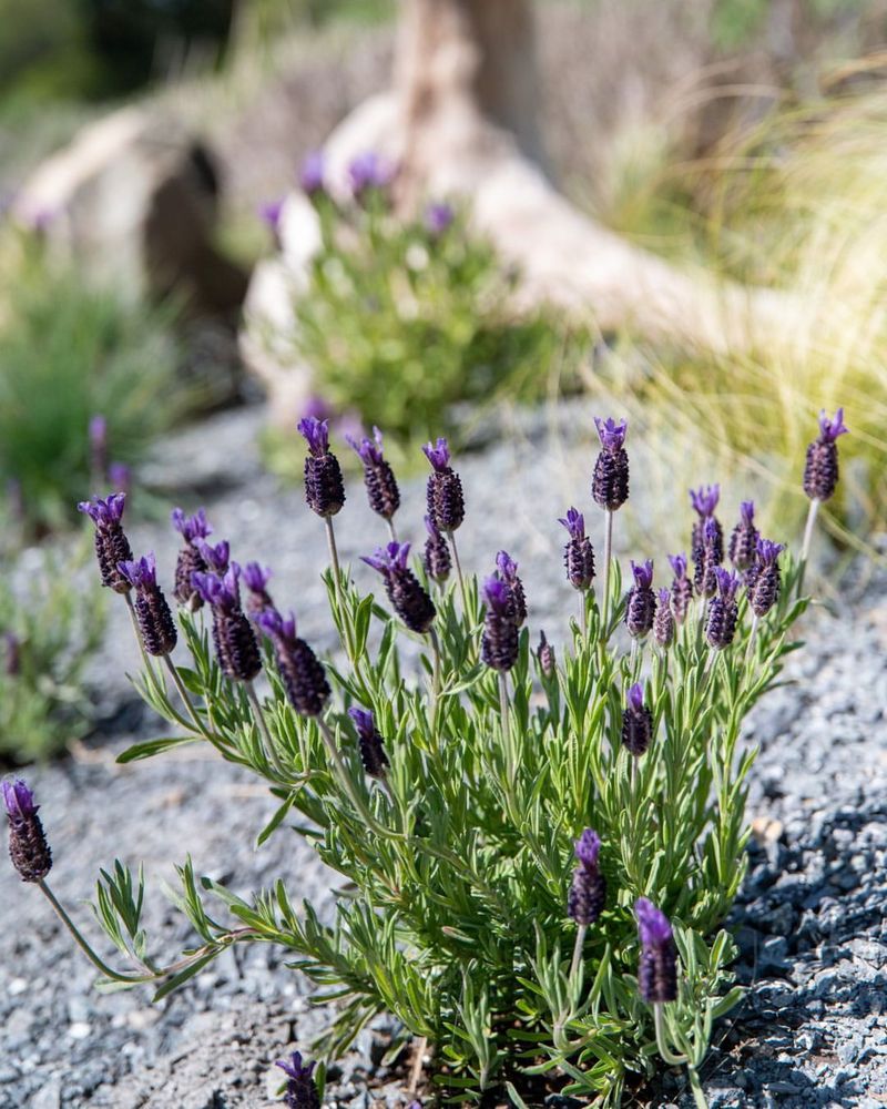 Lavender