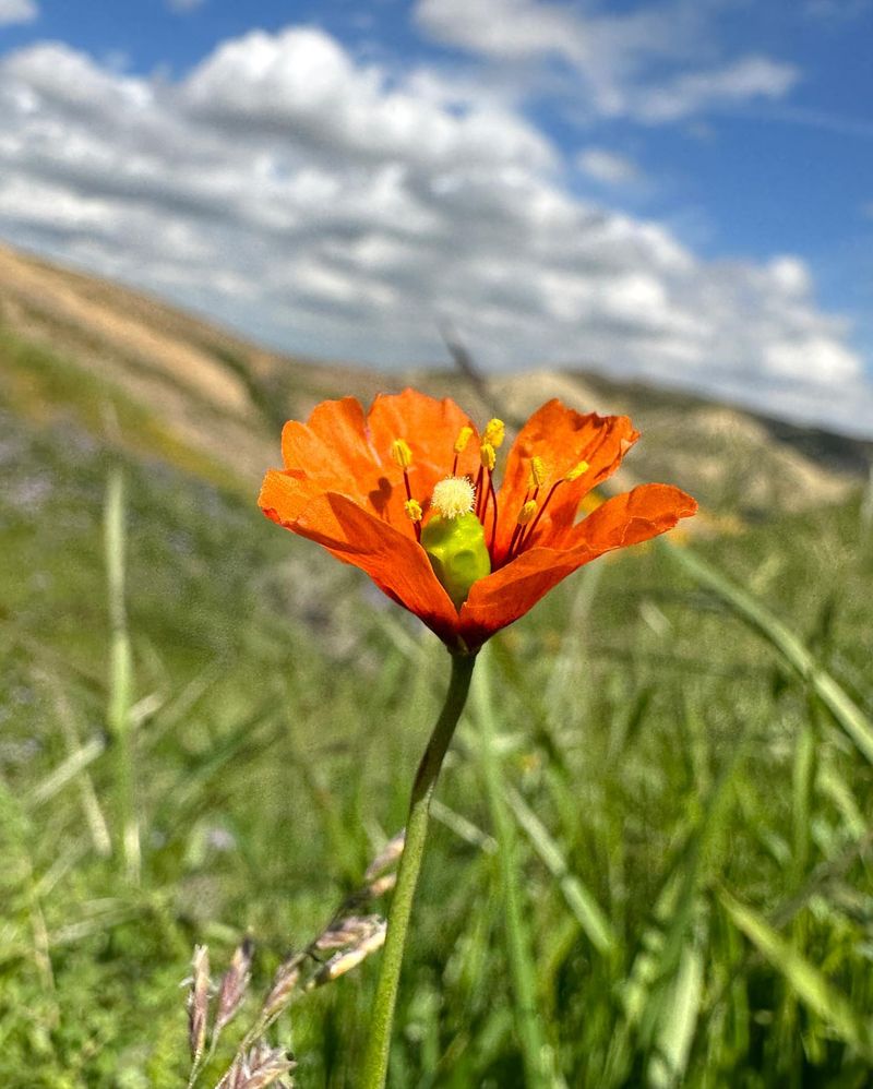 Wind Poppy
