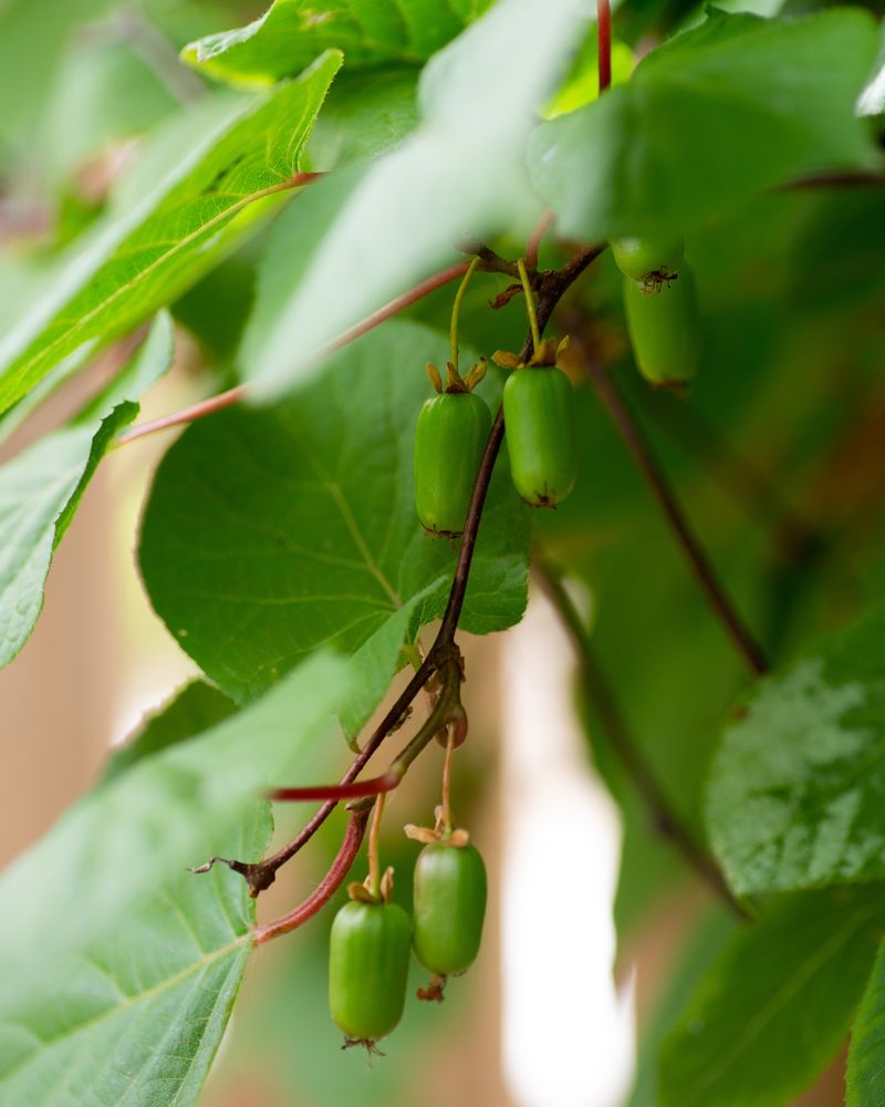 Hardy Kiwi
