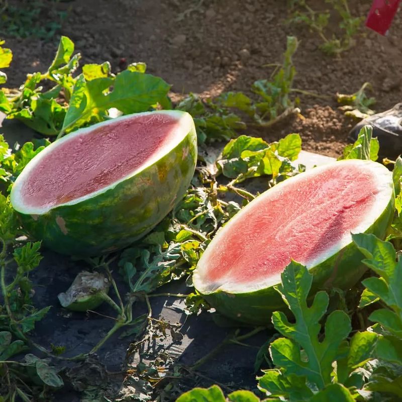 Watermelon: Plan Now For Next Summer's Backyard Harvest