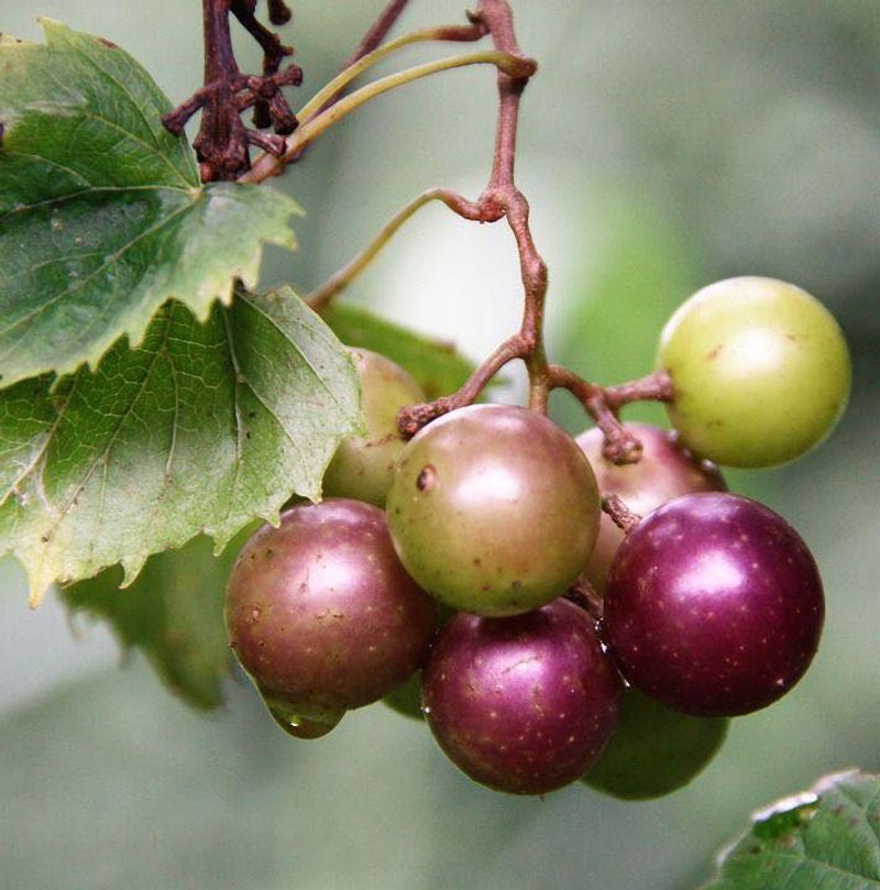 Muscadines - Southern Grape Tradition