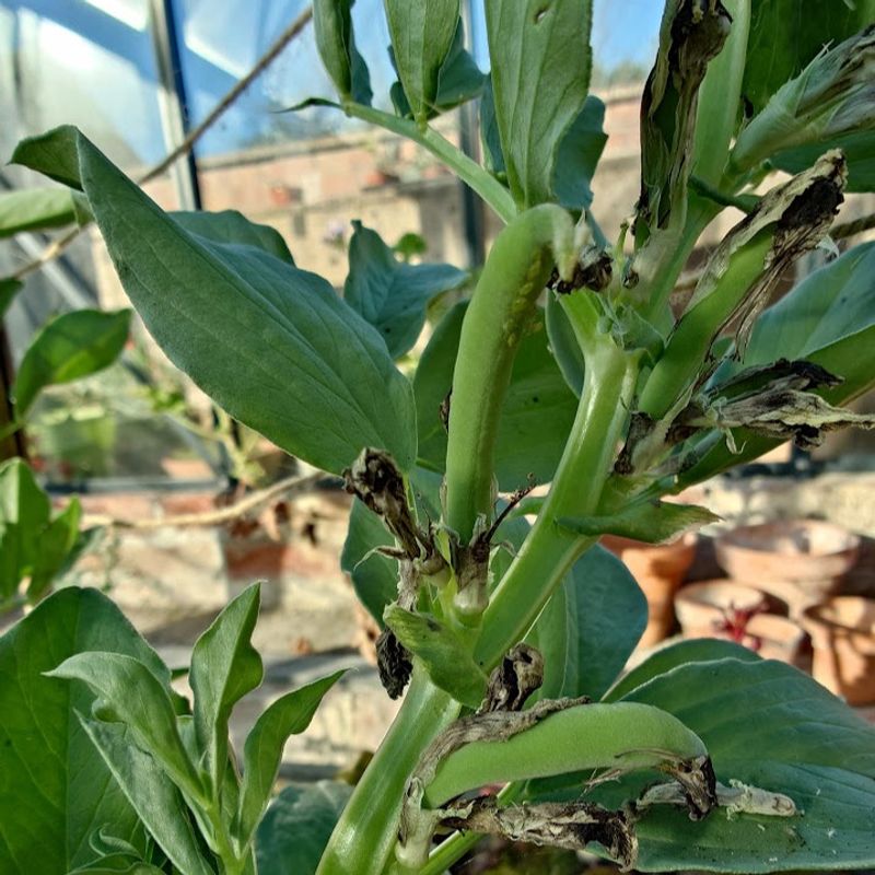 Good King Henry