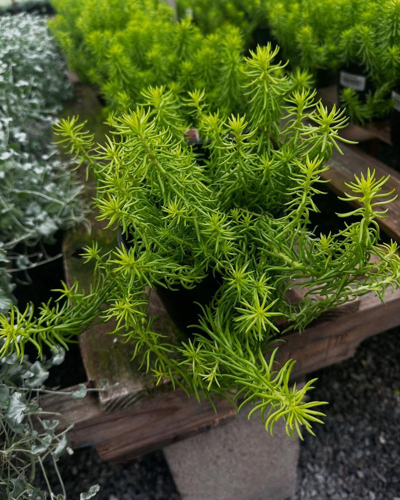 Sedum 'Angelina'