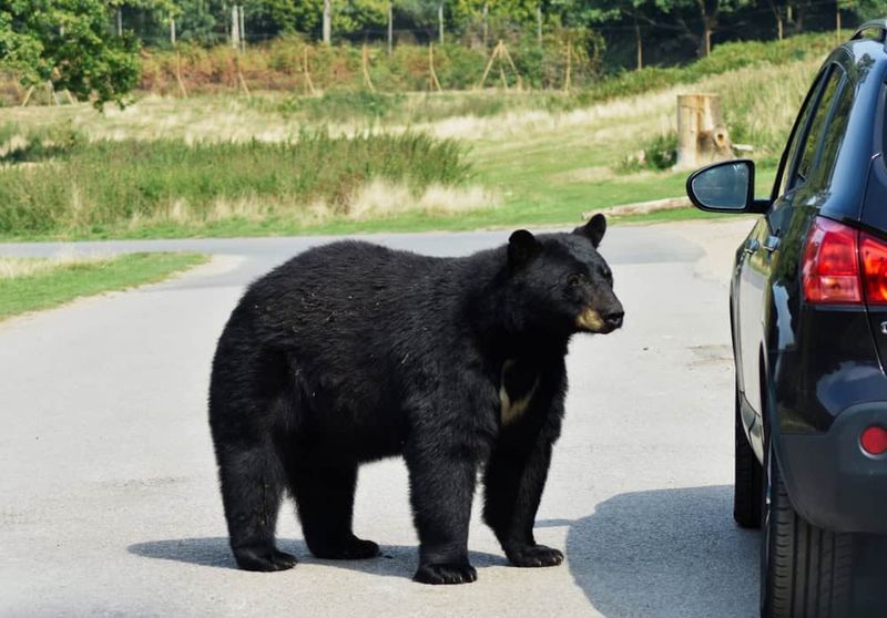 Florida Black Bear: Powerful Backyard Visitor