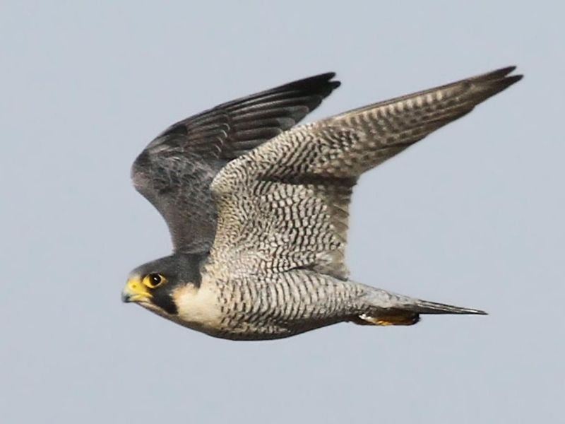 Peregrine Falcons